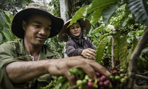 cung cấp cà phê giá sỉ